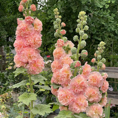 进口重瓣蜀葵桃子与梦耐寒