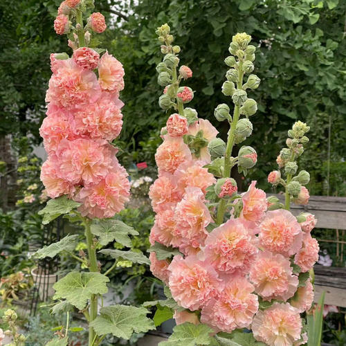 进口重瓣蜀葵桃子与梦耐寒