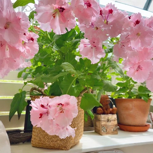 蝴蝶梅大花天竺葵带花苞发货