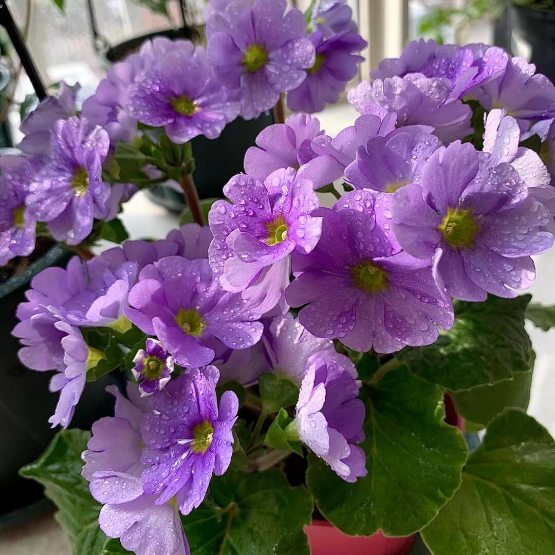 超级耐寒樱花四季樱草盆栽