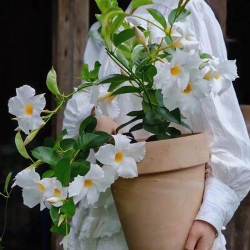 稀有进口飘香藤爬藤植物