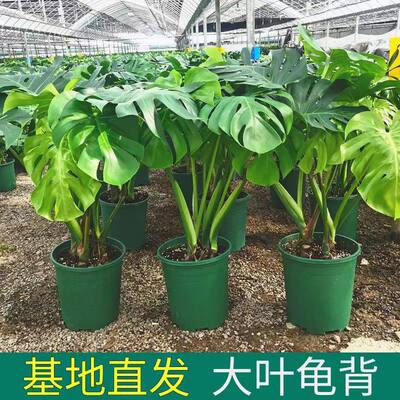 龟背竹观叶植物室内客厅办公室大型盆栽绿植水培盆景美化空气基地