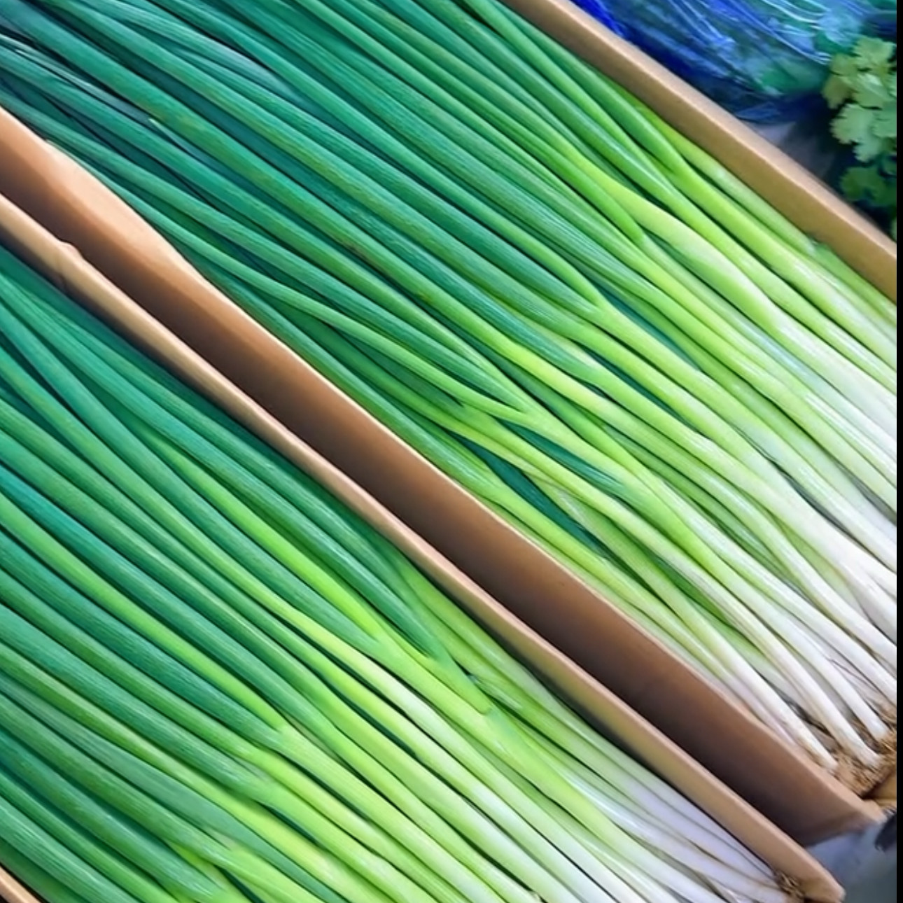 东北发芽葱新鲜现挖发货农家自种宽叶葱香葱蔬菜蘸酱菜东北小葱
