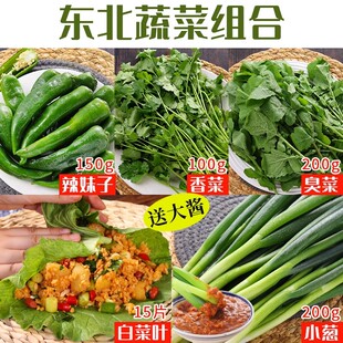 东北白菜叶 蘸酱菜香菜臭菜小葱辣妹子组合鲜蔬菜打饭包白菜叶