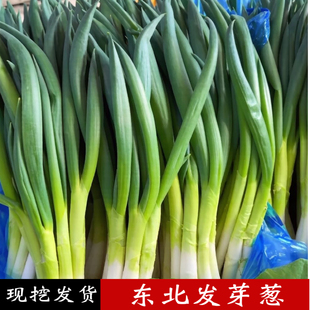 东北发芽葱新鲜现挖发货农家自种宽叶葱香葱蔬菜蘸酱菜大葱小葱