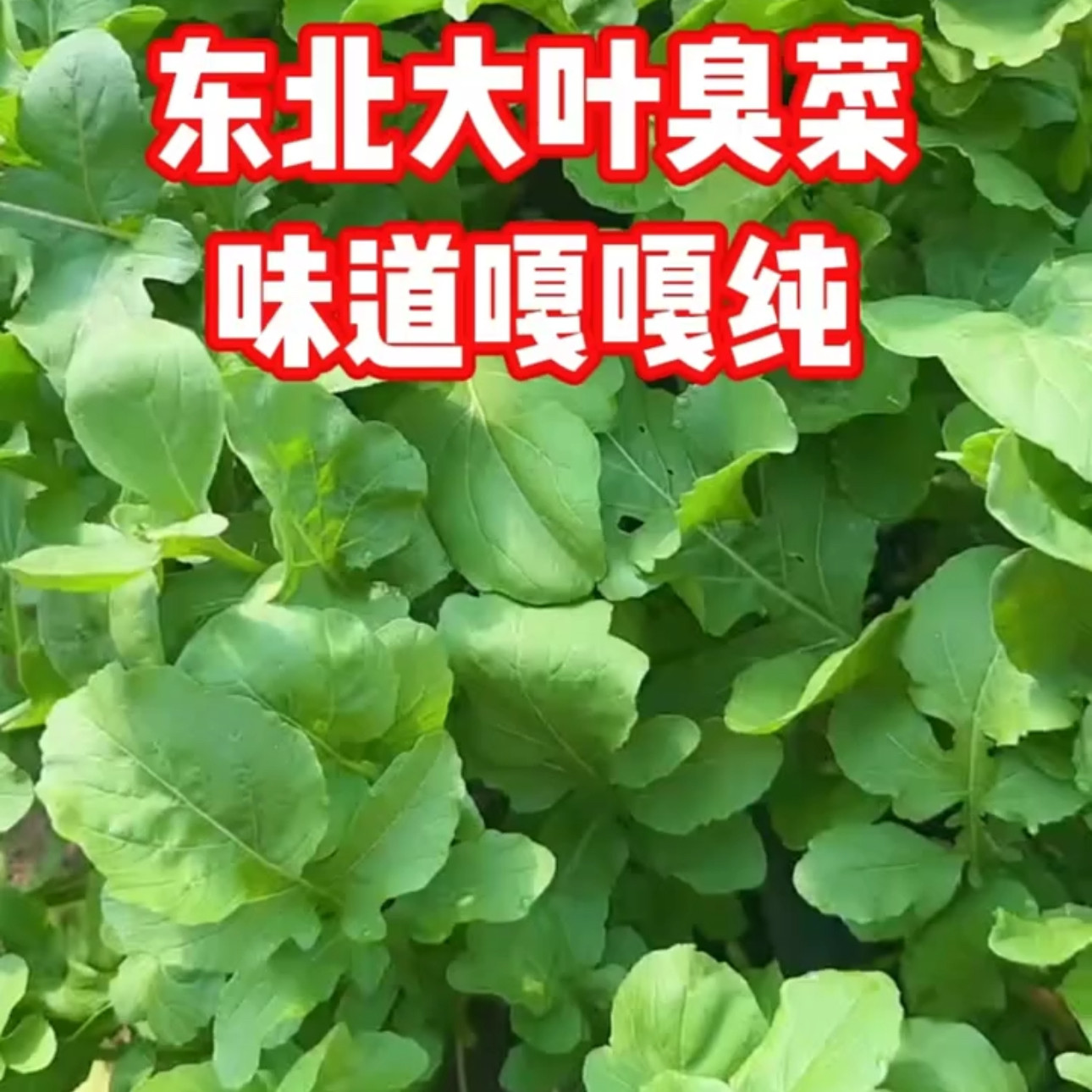 东北臭菜 蘸酱菜农家种植新鲜蔬菜东北大叶臭菜250g