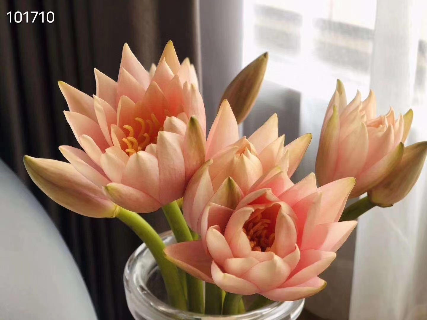 睡莲鲜花花束价格 睡莲鲜花花束图片 星期三