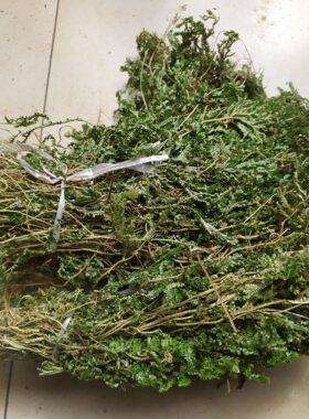 福建野生翠云草 龙鳞草 金扁柏 地柏叶 剑柏 龙柏草 凤尾草 干品