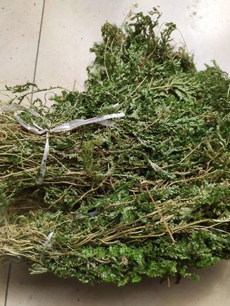 福建野生翠云草 龙鳞草 金扁柏 地柏叶 剑柏 龙柏草 凤尾草 干品