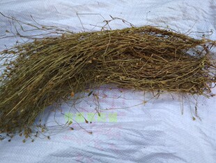 挑干净福建野生蓝花参 金线吊葫芦 细叶沙参 寒草 非三叶青干品