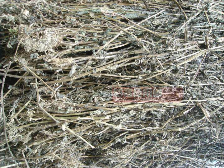 中药材半枝莲 狭叶韩信草 四方草 并头草 金挖耳整株全草500g