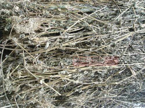 野生半枝莲草金整株500g中药材
