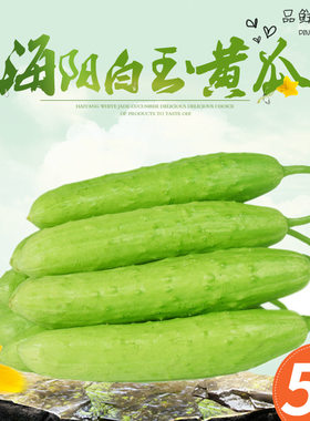 甜鲜脆嫩白玉黄瓜新鲜现摘