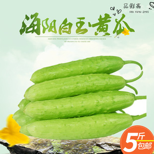 海阳白玉黄瓜脆嫩农家带刺白皮黄瓜新鲜青瓜现摘现发四季水果包邮