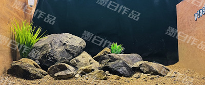 【选图链接】70-80厘米原生溪流缸造景作品展示