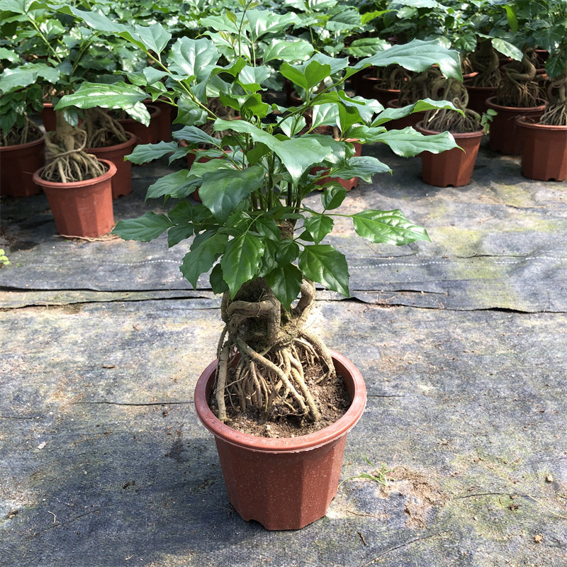 提根绿宝树室内客厅吸甲醛老桩幸福树盆栽办公桌造型盆景观叶植物