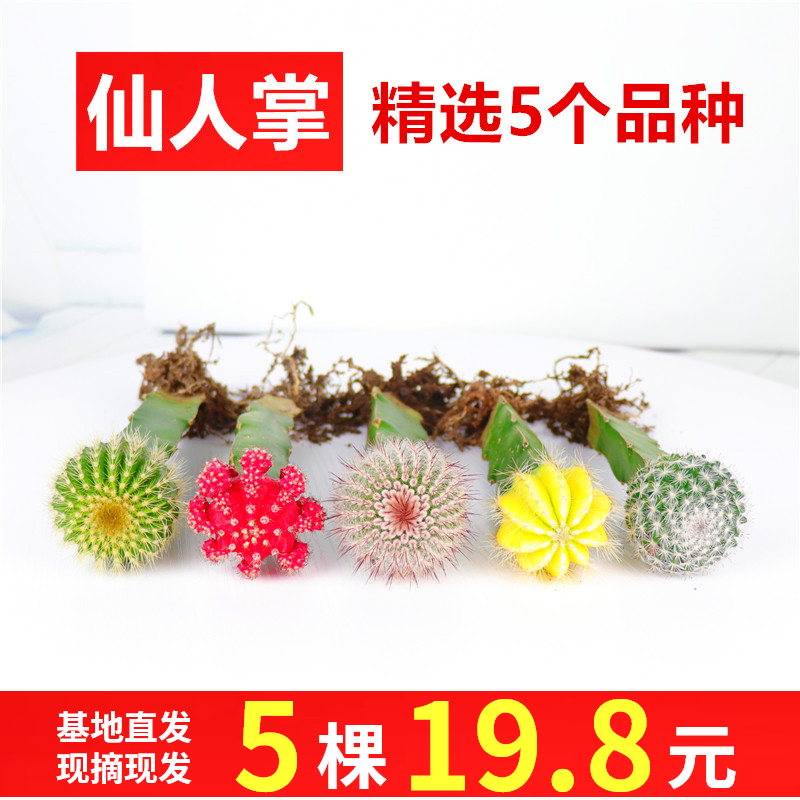 仙人掌盆栽多肉植物組合盆栽辦公室內(nèi)防輻射植物萬(wàn)重山仙人球肉肉