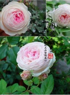 国月古老月季玉玲珑月季花浓香灌木丰花多头勤花简单易养国月超赞