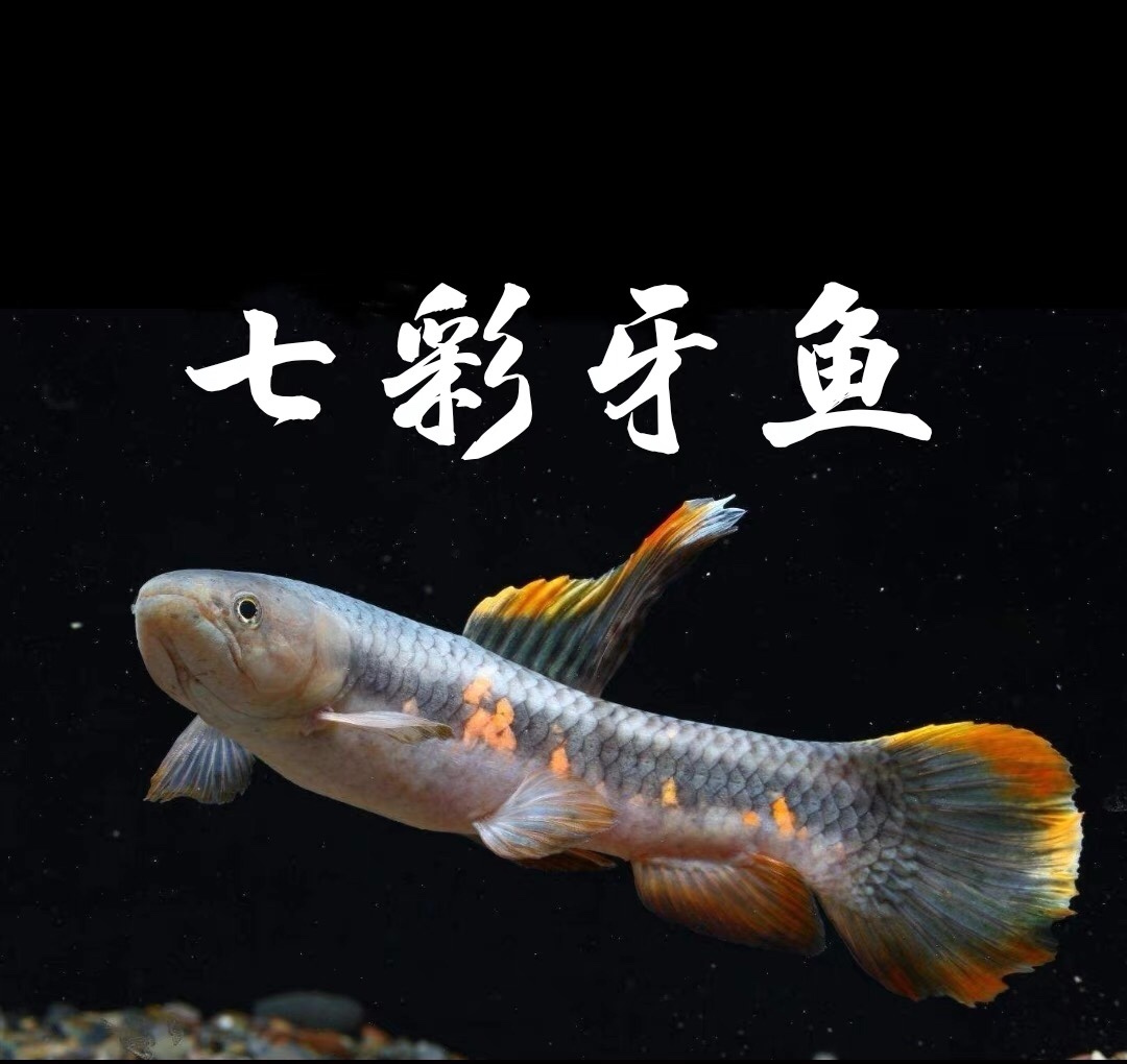 橙腹七彩枯木牙鱼活体南美奥黑加拉辛肉食性凶猛热带观赏水族宠物