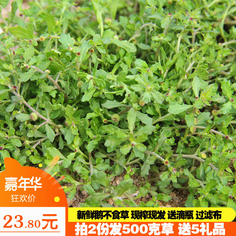 新鲜野生鹅不食草滴鼻鹅仔不吃草种苗饿不食草汁中草药包邮200g