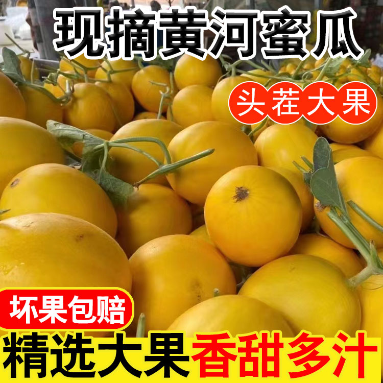 【爆甜】甘肃民勤黄河蜜瓜甜瓜新鲜夏季应季水果甜瓜9斤果农直销