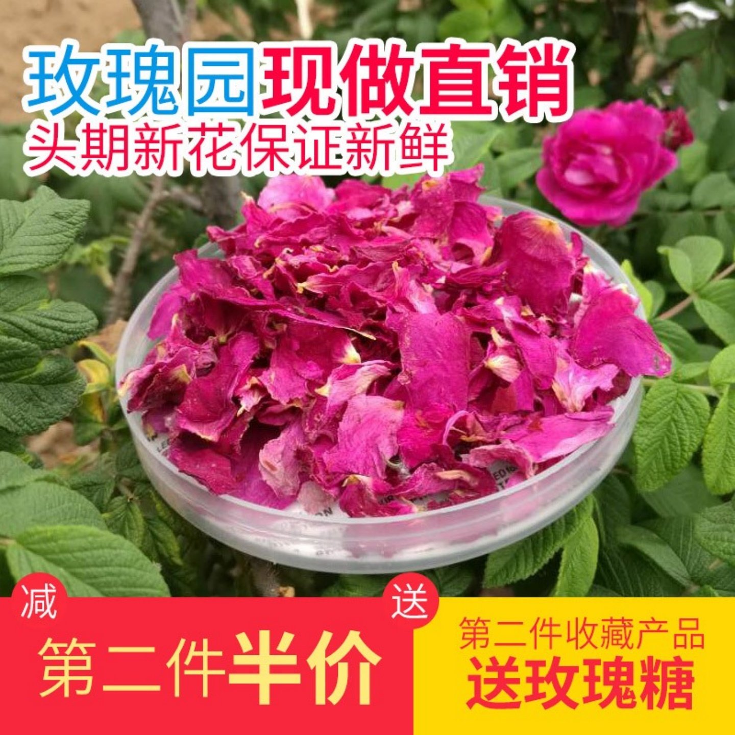 平阴可食用玫瑰干花瓣花茶倾春记
