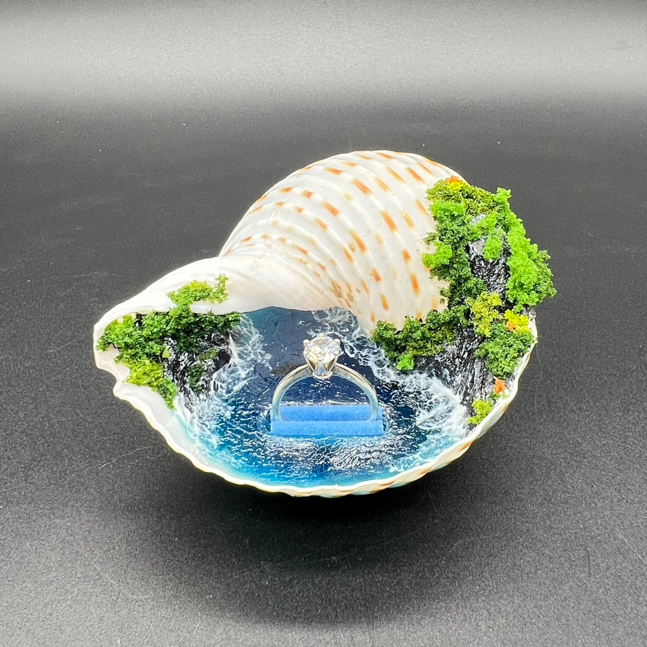 海螺戒指盒-波点螺，海螺里的山