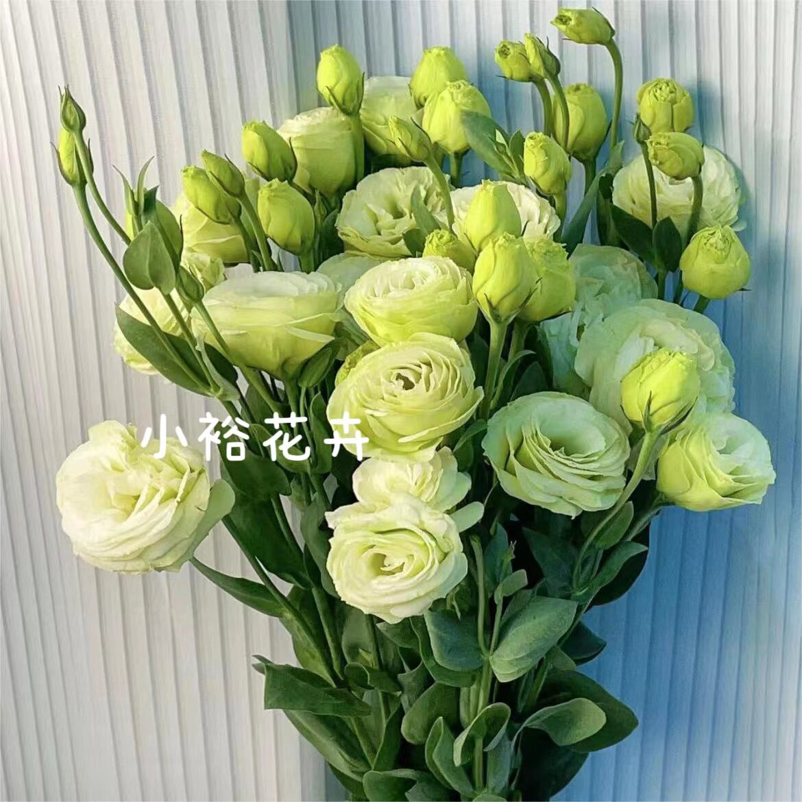 【洋桔梗】15-20朵多颜色 水培插瓶 顺丰快递 云南鲜花基地直发