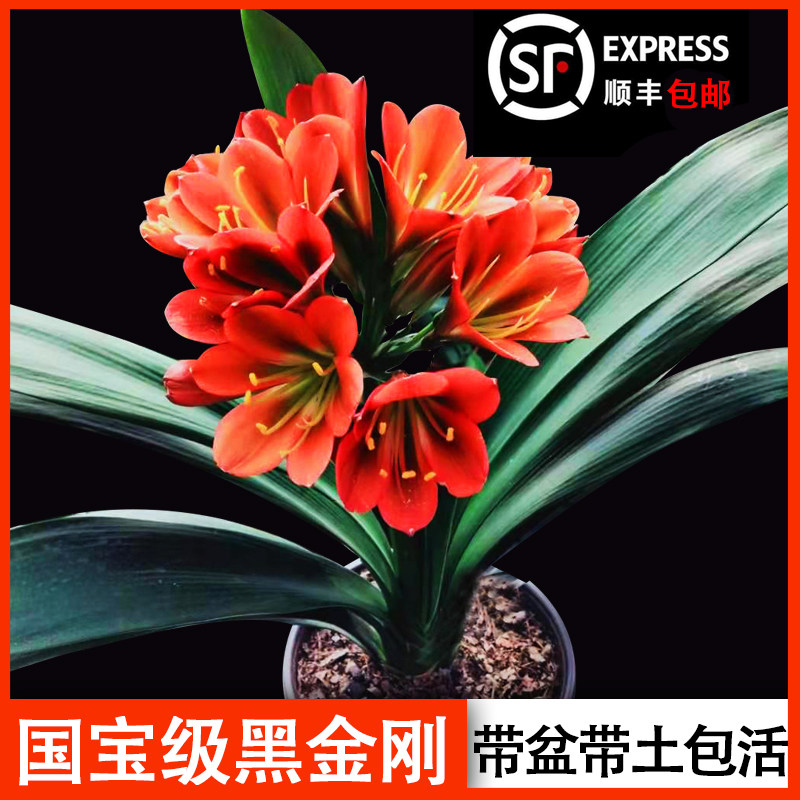 精品君子兰红花绿心黑金刚花色绿植黑花君子兰栽好包活顺丰包邮