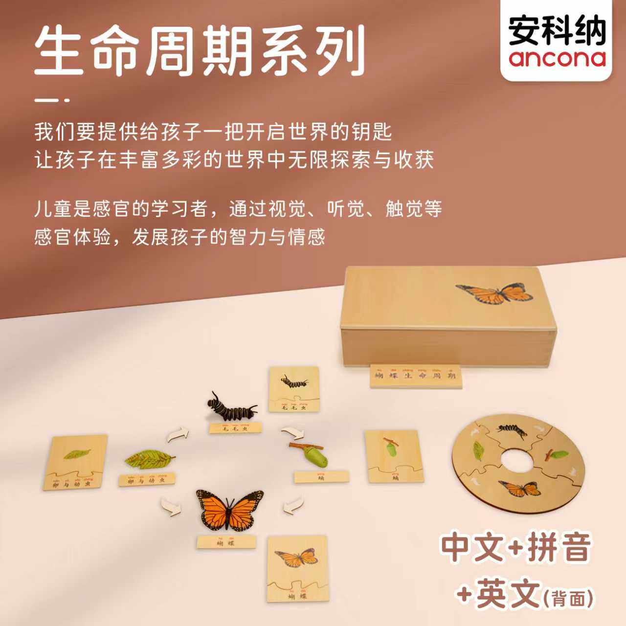 安科纳ancona 生命周期 【中文加拼音】 蒙氏语文益智早教玩具