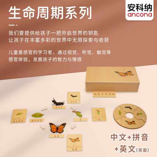安科纳ancona 生命周期 【中文加拼音】 蒙氏语文益智早教玩具