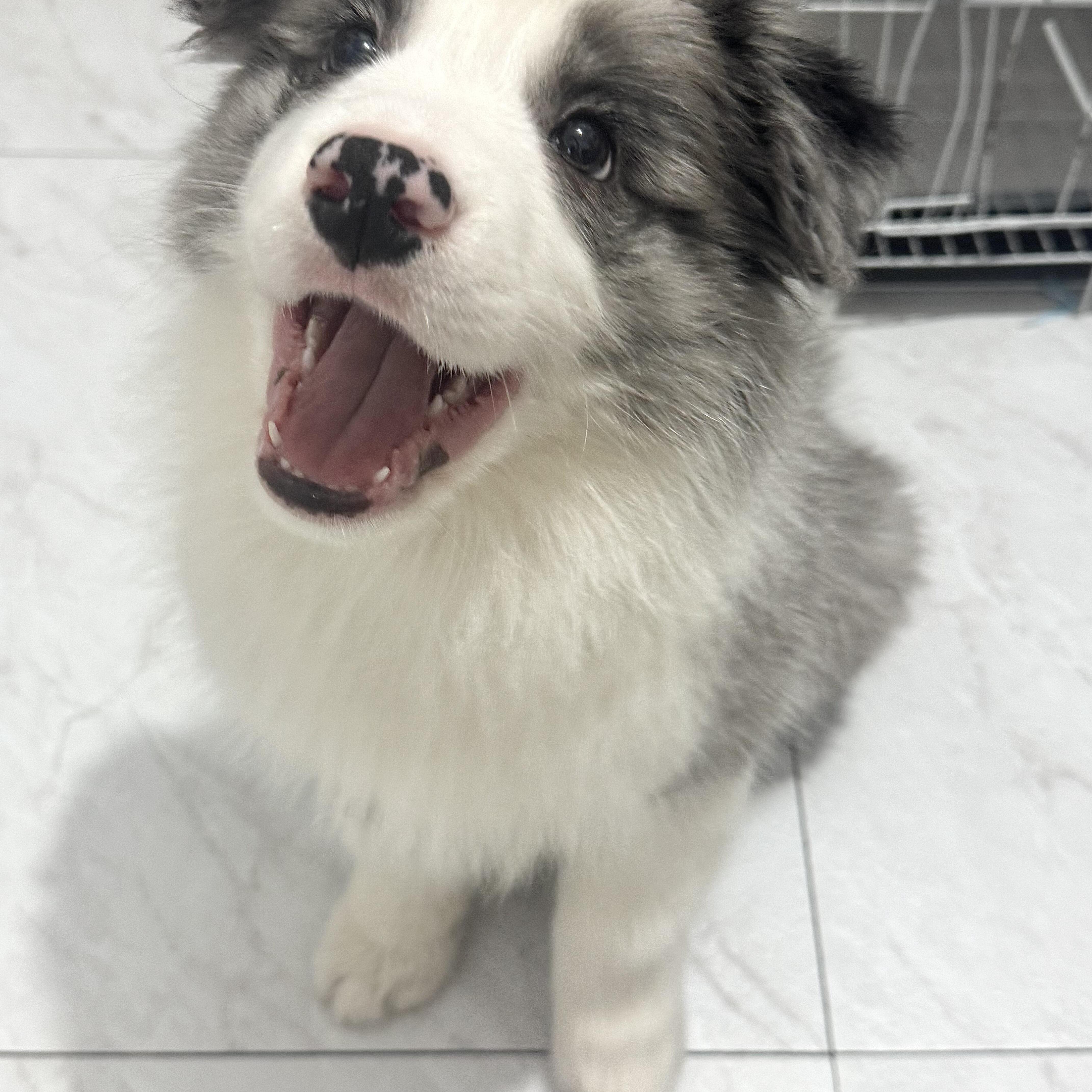 一物一拍纯种边牧犬陨石边牧幼犬中大型犬活体宠物狗狗