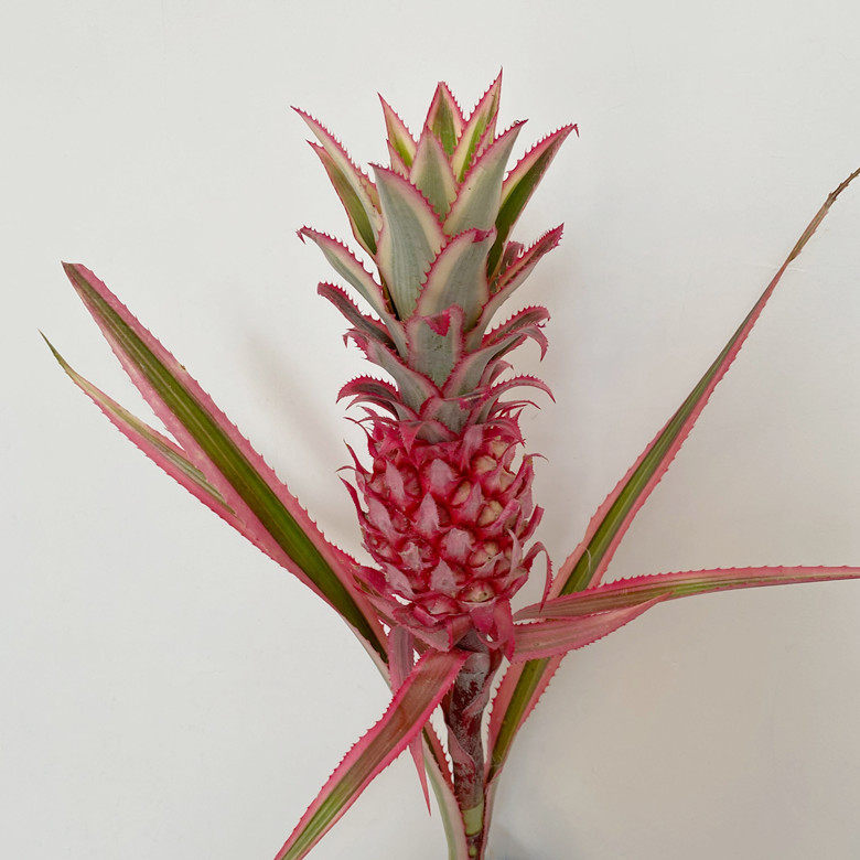 进口鲜花 凤梨菠萝花 公主帝王烟花菊 享受干花制作 长期观赏速递