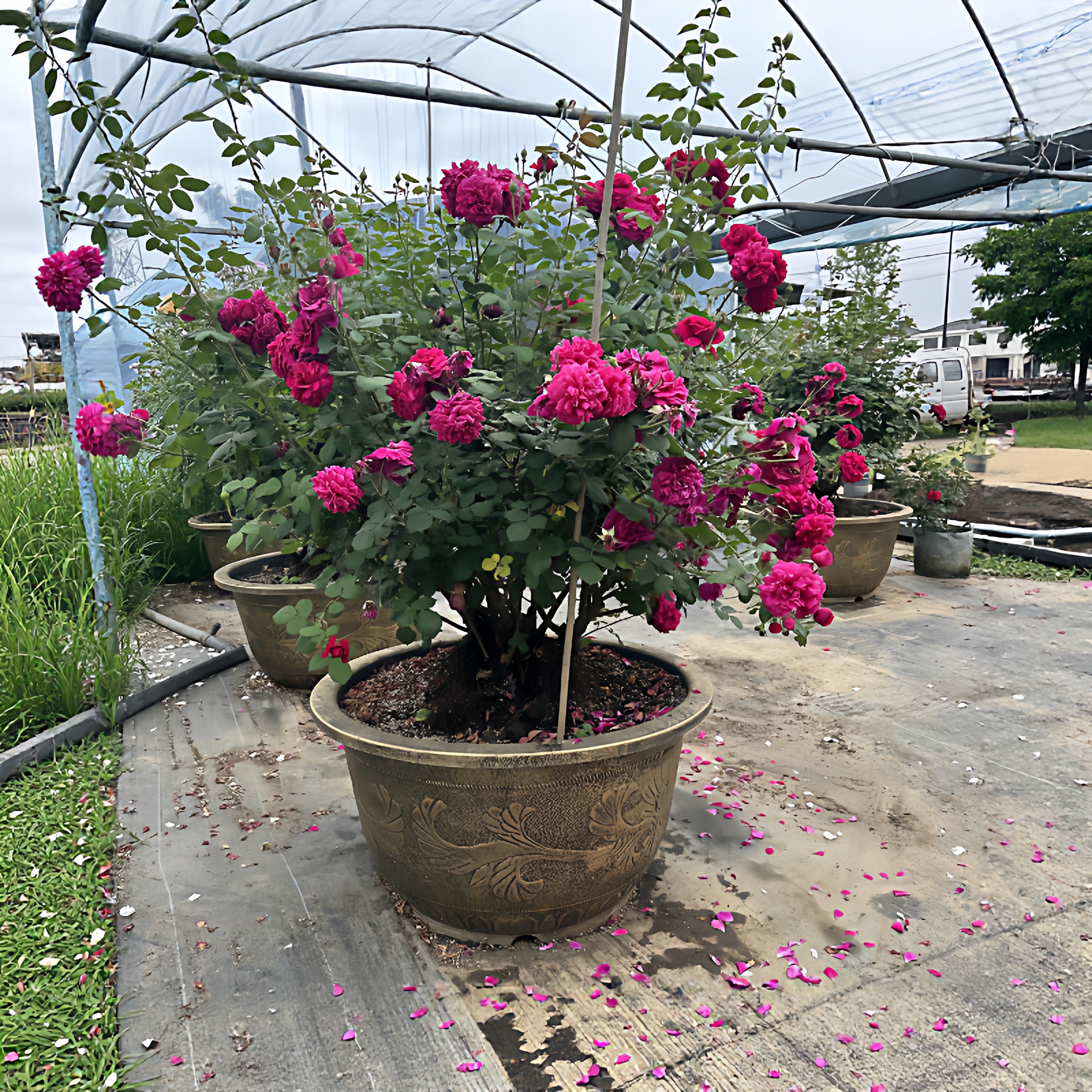 原生浓香型欧月季大花国月丛林款大盆栽庭院阳台花卉植物多色品种