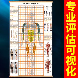 体态评估表挂图贴纸健身房瑜伽馆身体形姿矫正网格对比图脊椎修复