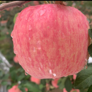 陕西长武头茬富士苹果脆甜应季 新鲜时令水果非冰糖产地现摘