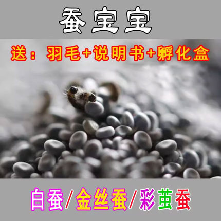 蚕宝宝卵蚕种场蚕籽蚕蛋小蚕卵科学课宠物卵白蚕彩色蚕宝宝金丝蚕