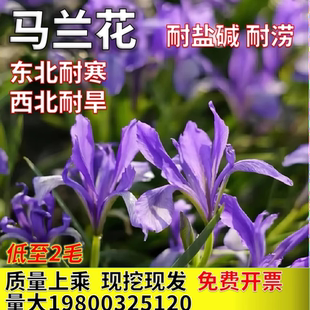 马兰花马莲花庭院绿化西北耐旱耐盐碱东北耐寒耐涝宿根鸢尾花马蔺