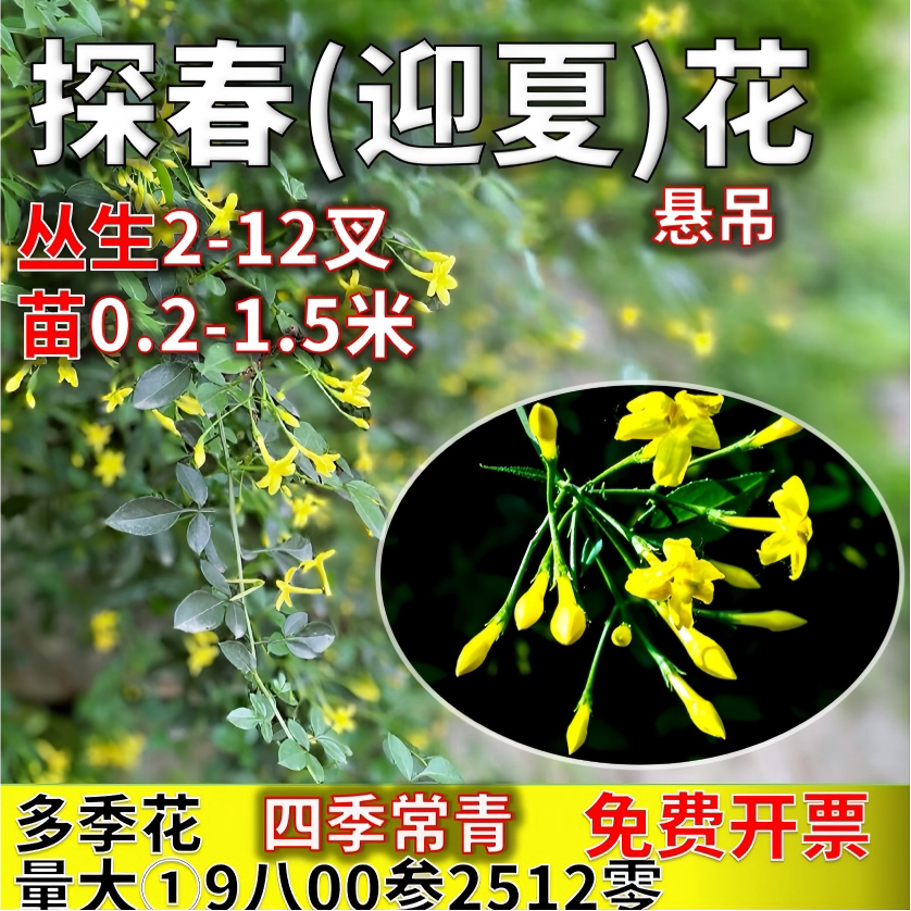 探春花迎夏花耐寒耐热花期长四季常青爬藤阳台悬吊迎春花黄素馨花