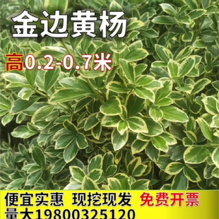 金边黄杨银边冬青花叶冬青卫矛金边冬青四季常青常绿篱笆苗