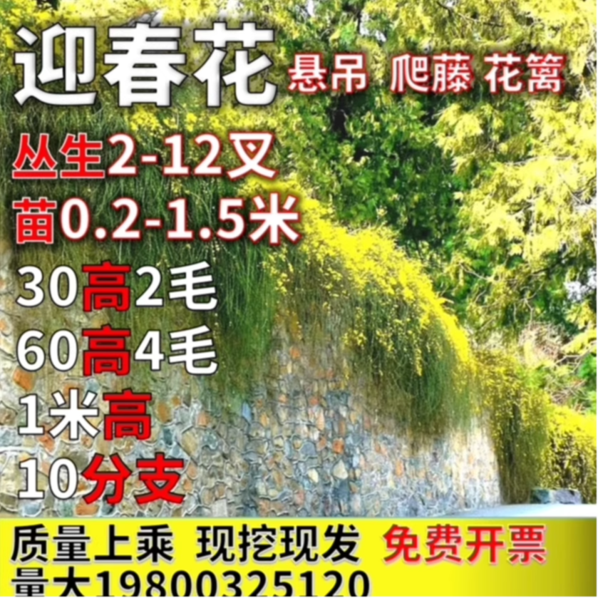 迎春花探春花东北连翘攀援悬吊