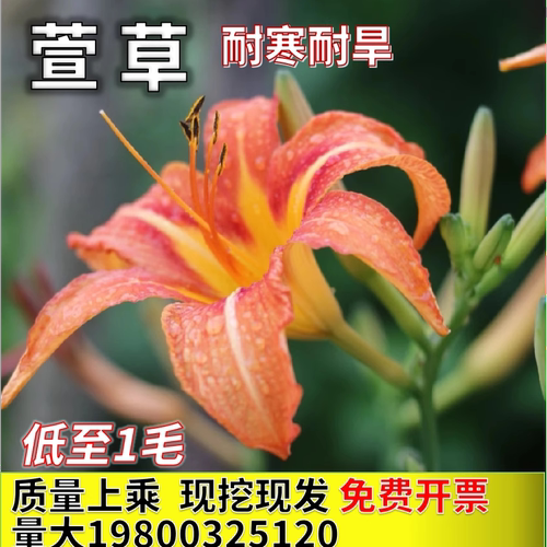 大花萱草多年生大苗庭院地被植物