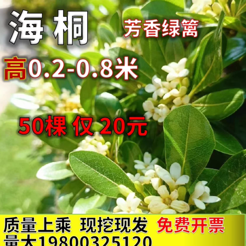 海桐树苗七里香绿篱耐盐碱海潮小区工程绿化四季常青芳香花篱笆