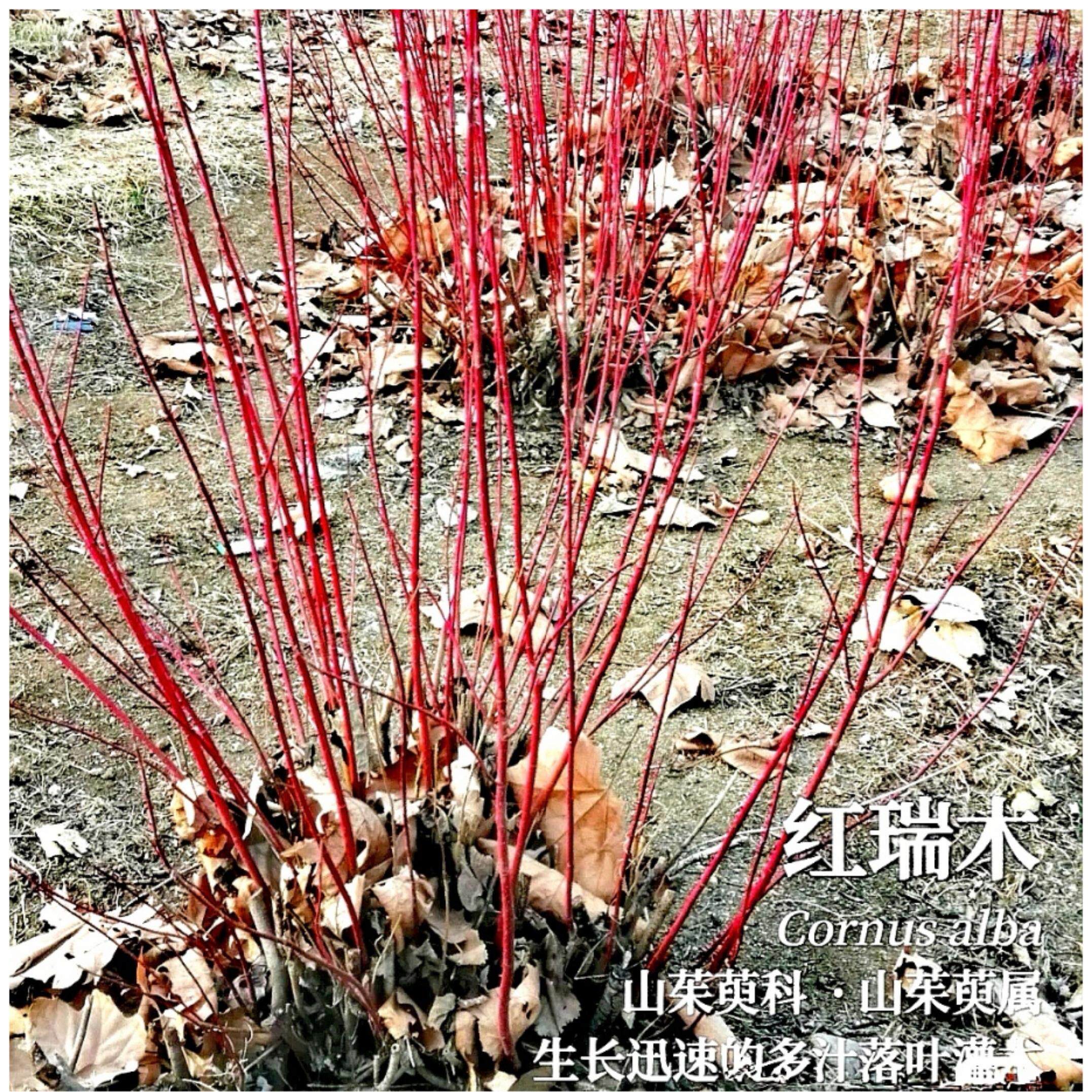 红瑞木树苗红柳红瑞木水培枝条红瑞喜庆年宵植物东北耐寒植物