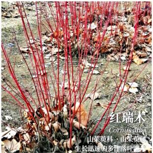 红瑞木树苗红柳红瑞木水培枝条红瑞喜庆年宵植物东北耐寒植物