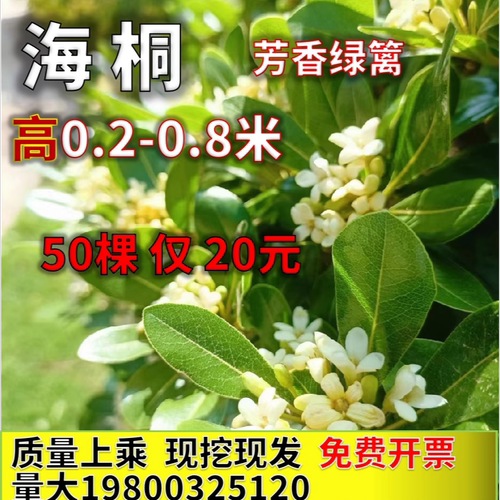海桐树苗四季常青开花芳香篱笆