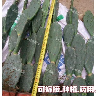 仙人掌黄大刺多层盆栽嫁接蟹爪兰令荷花叶片苗美容多肉植物食药用