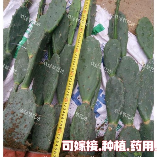 黄大刺仙人掌嫁接绿植防辐射食用