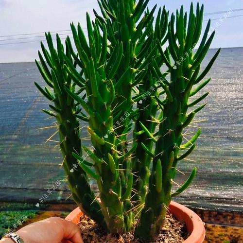 沙漠将军柱沙威棒仙人掌类开花多肉植物稀有四季好养招财盆栽绿植