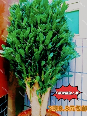 仙人掌千手观音盆栽绿植甲醛开花